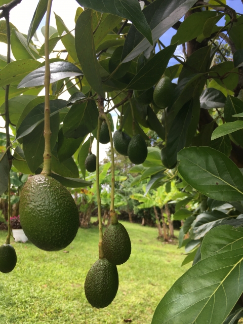 ギネス認定 最も栄養価の高い果物アボカドってどんな食べ物 選び方 超簡単ズボラレシピ紹介 まついの日常