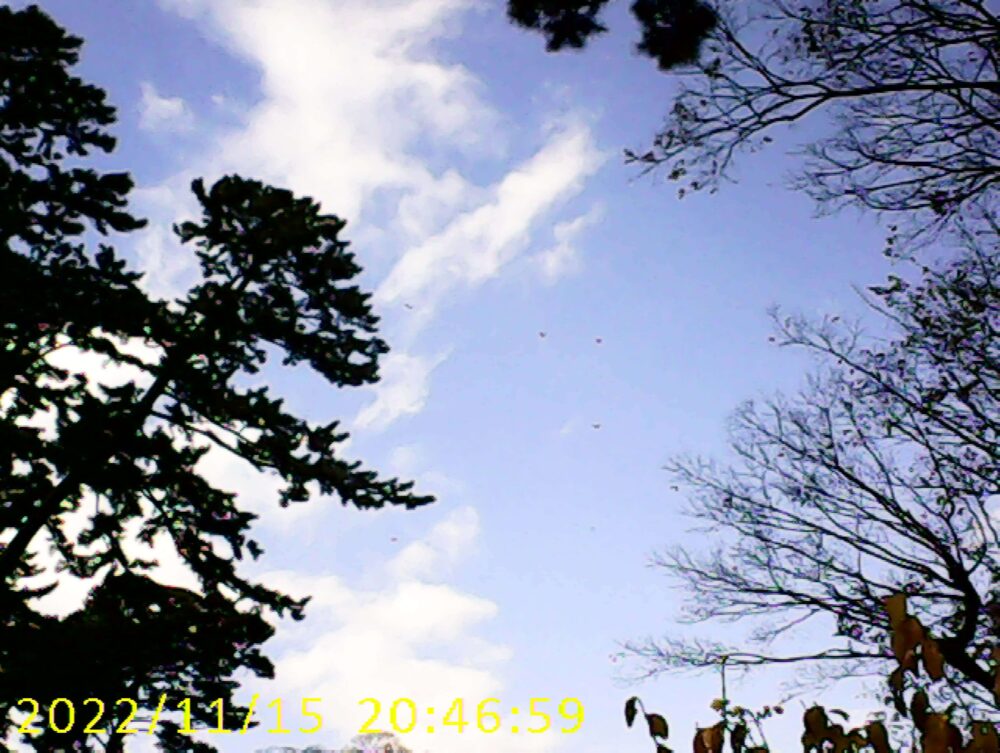 キッズカメラで撮った空を飛ぶ鳥